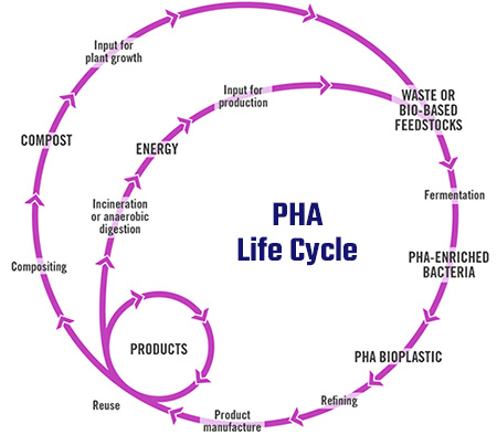 PHA Life Cycle